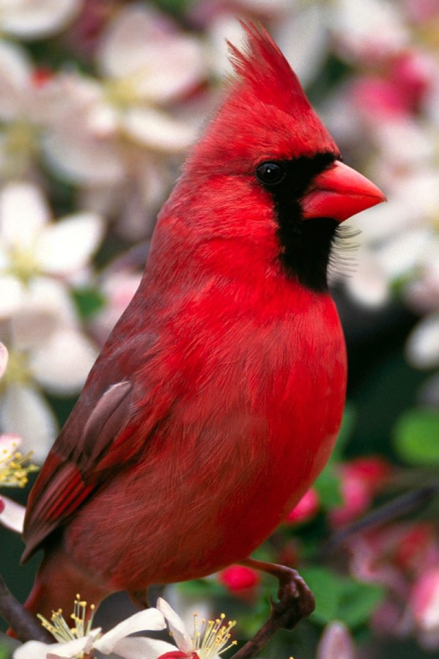 Северный кардинал 