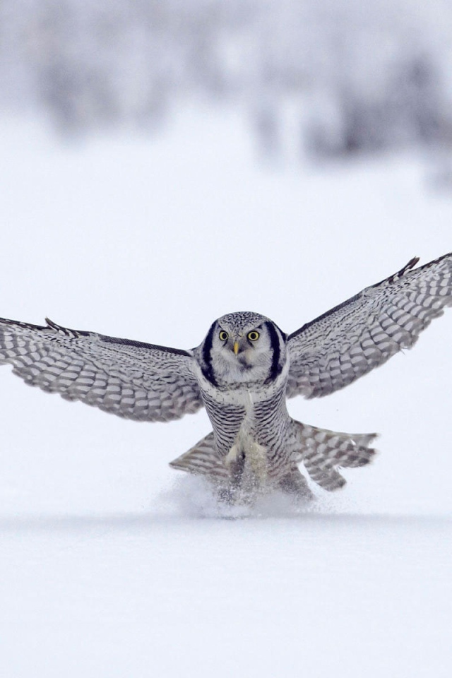 Северная сова, Финляндия