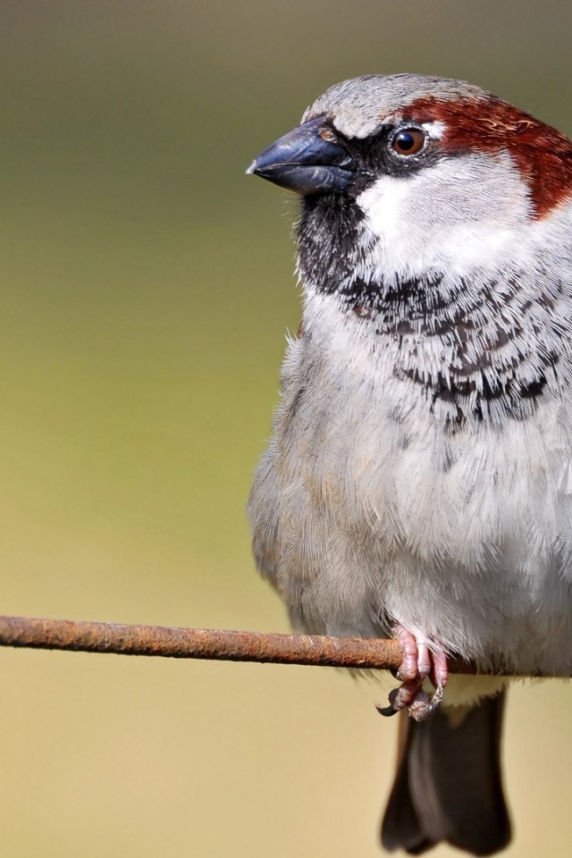 Обыкновенный воробей