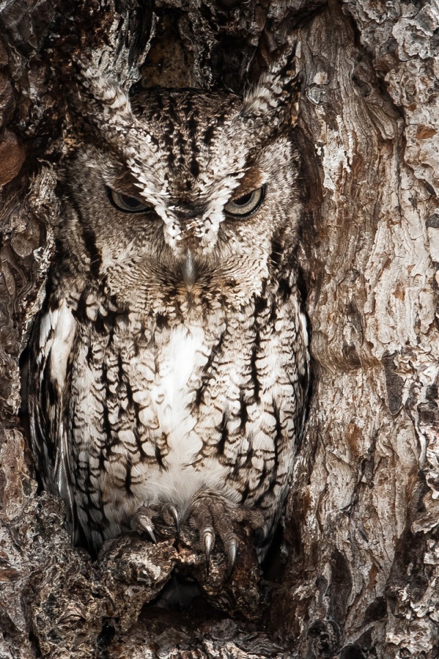 Сова в дупле дерева