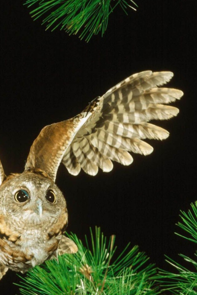 Сова в полете