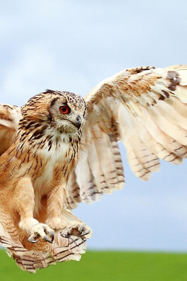 Сова в полете за добычей