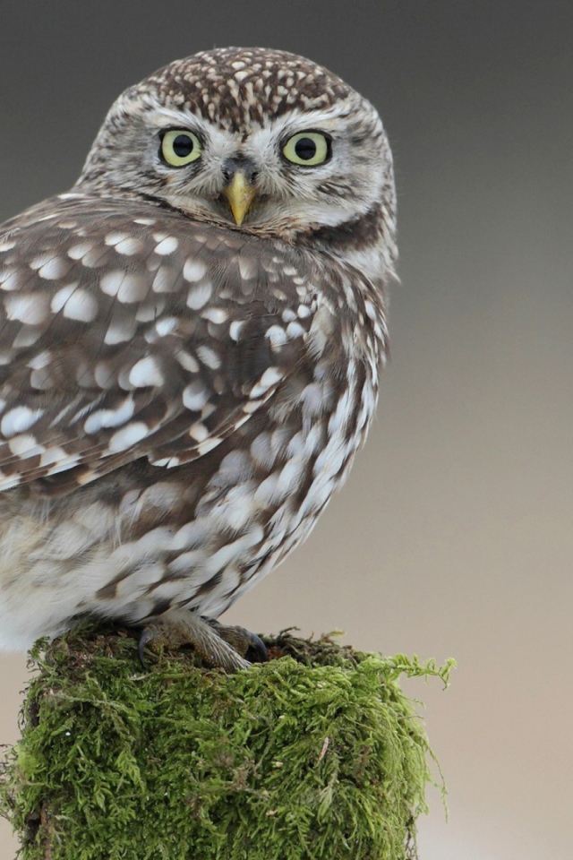 Сова на пеньке