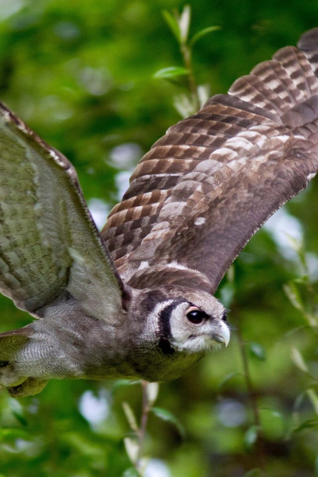 Сова на фоне зелени