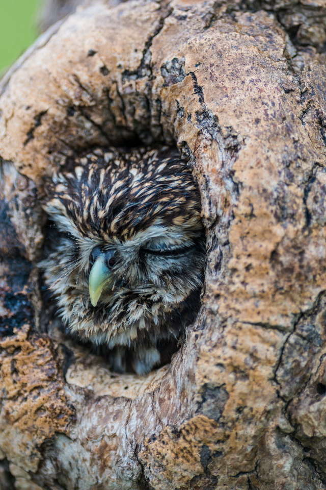 Сова спит в дупле