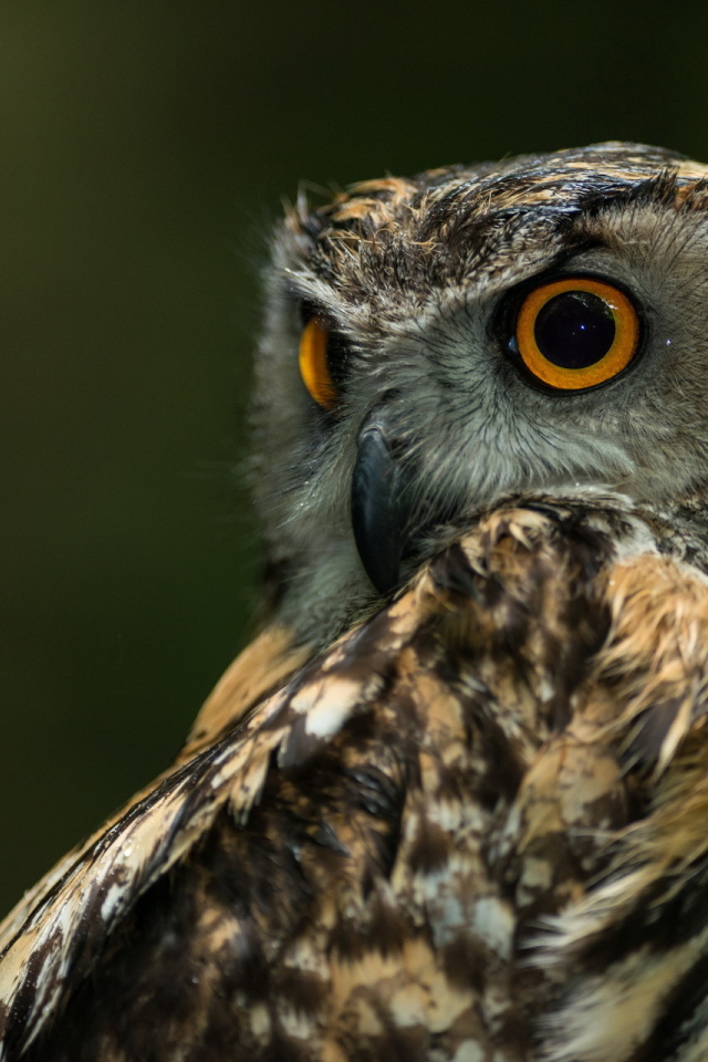 Сова с круглыми глазами