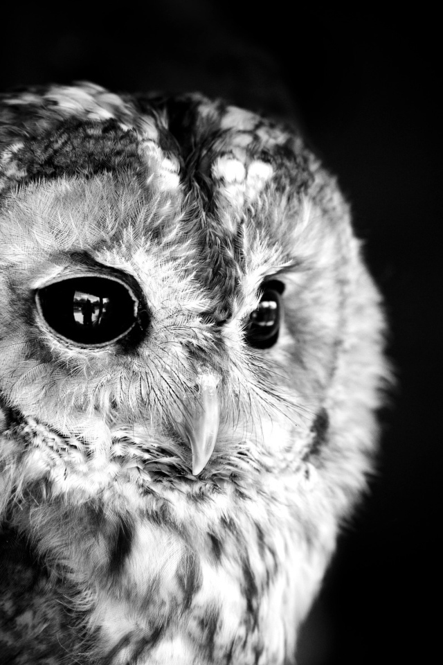 Голова совы