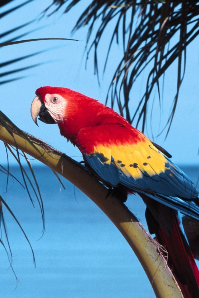 Попугай на пляже 