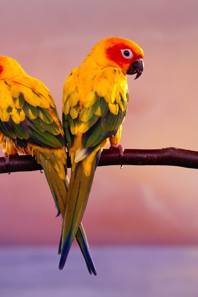 Пара попугаев