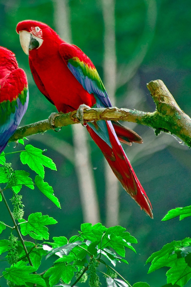 Рай для попугаев 