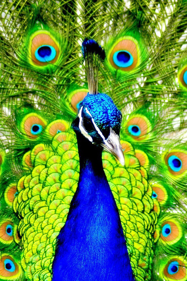 Павлин с распущенным хвостом