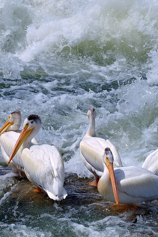 Пеликаны среди волн