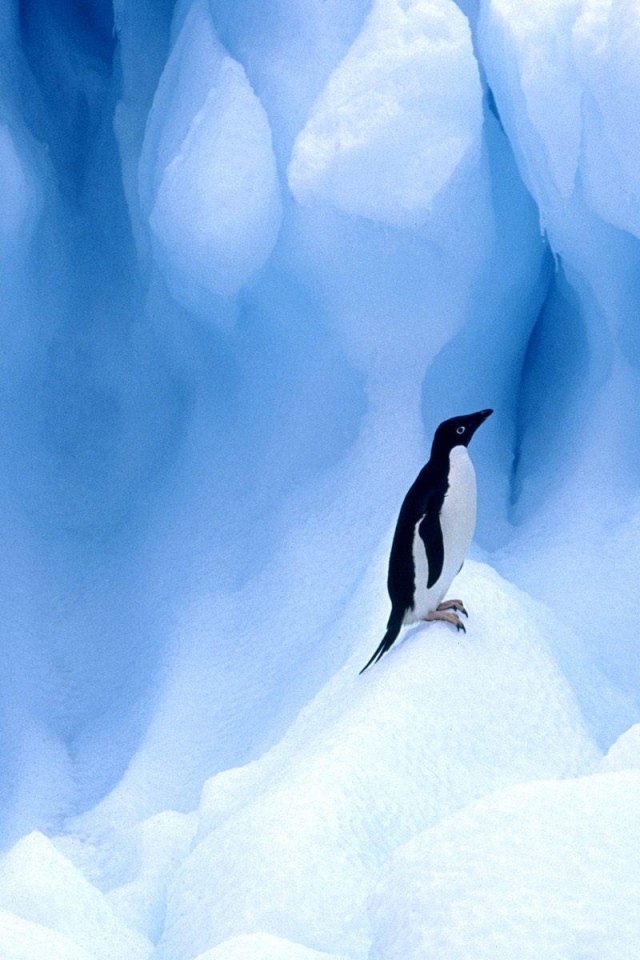 Пингвин