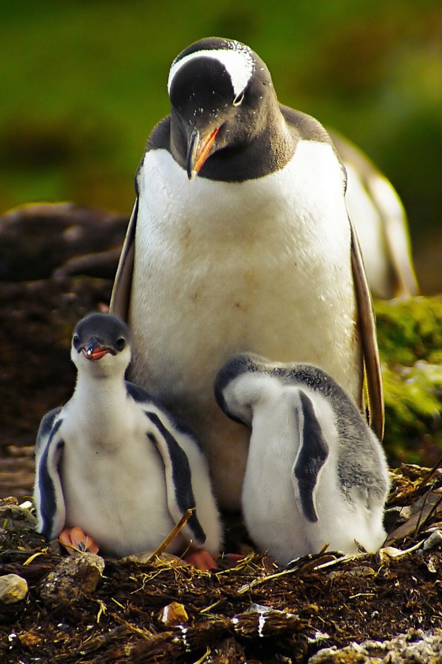 Пингвин с птенцами