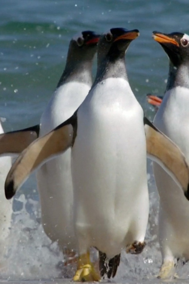 Пингвины выскакивают из воды