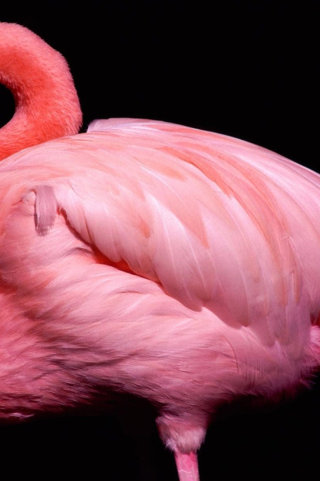 Розовый фламинго 