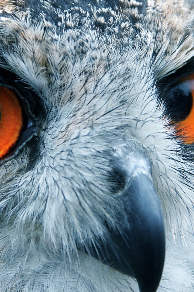 Портрет совы