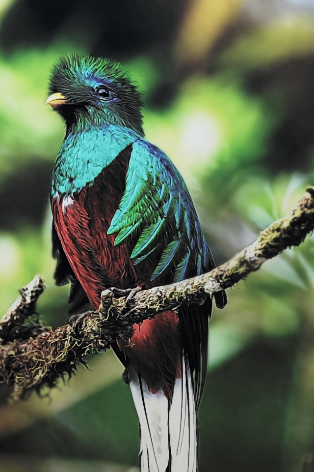 Птица кетцаль 