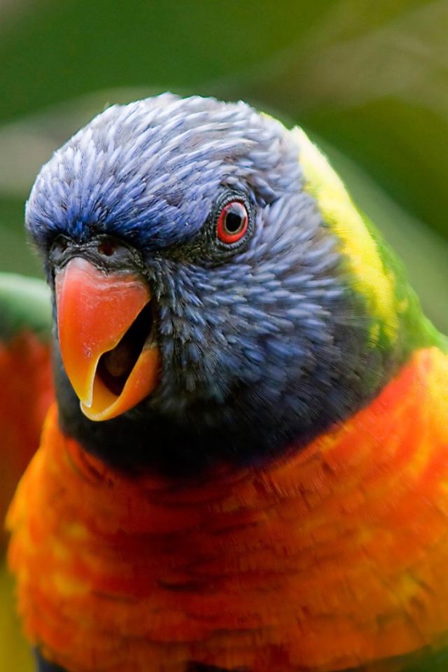 Радужный попугай