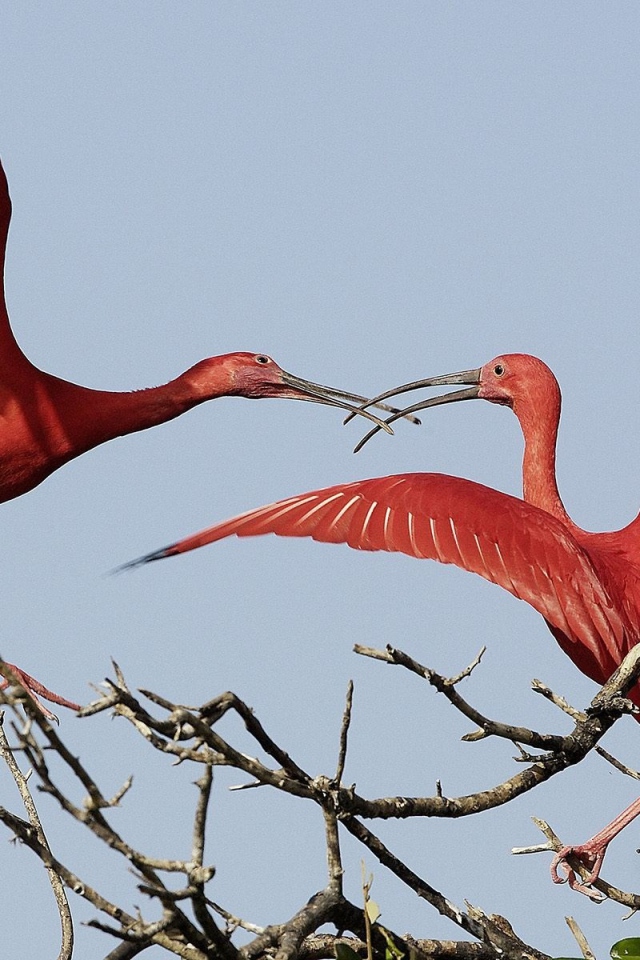 Красные журавли