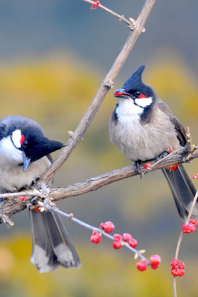 Красноусые птицы 