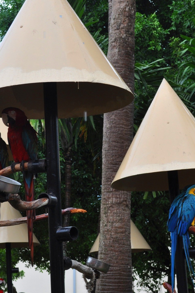 Крыши для попугаев