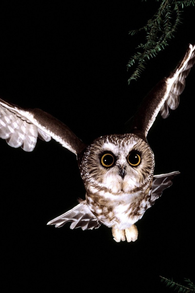 Сова в полете 