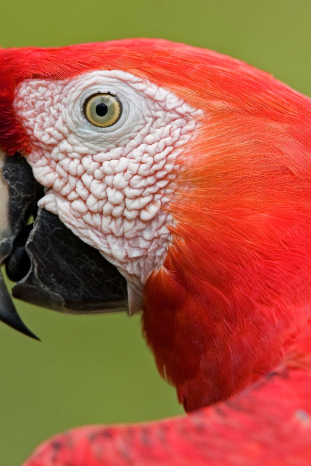 Амазонский попугай