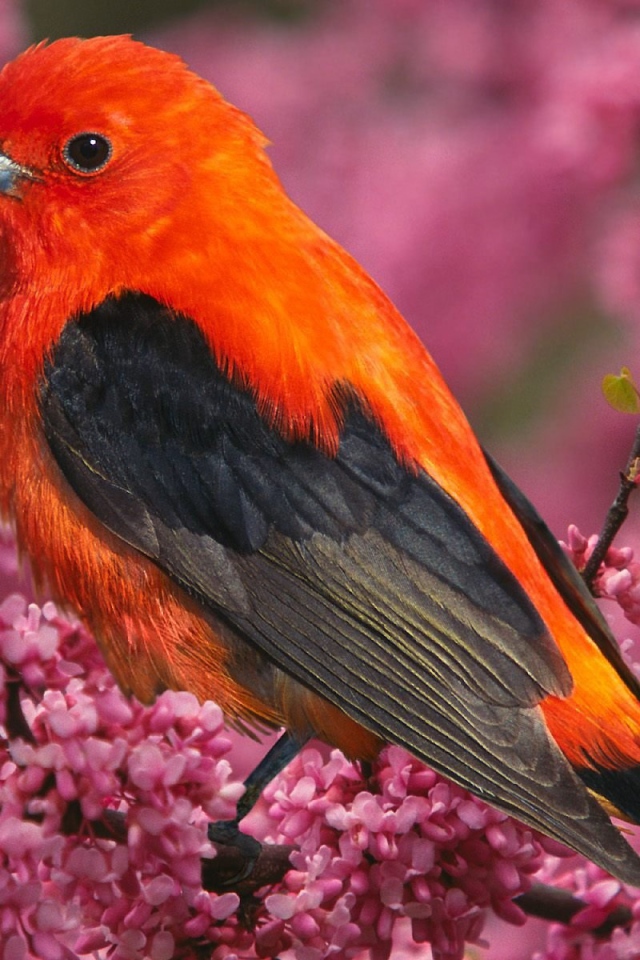 Алая танагра