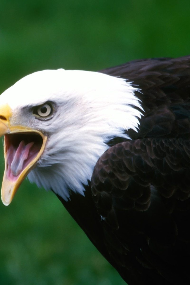 Screaming eagle