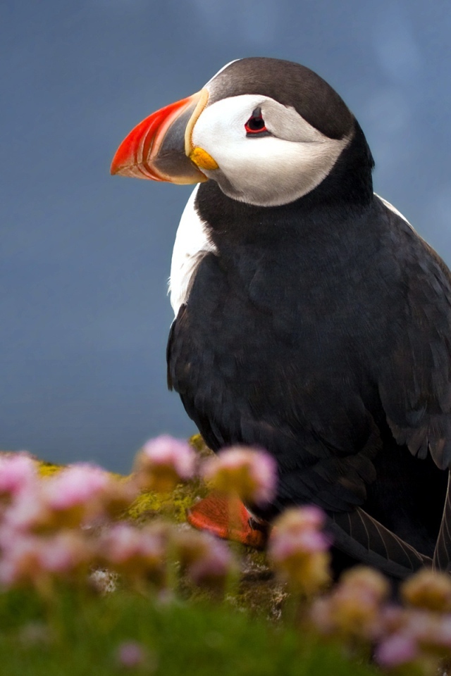 Атлантический тупик