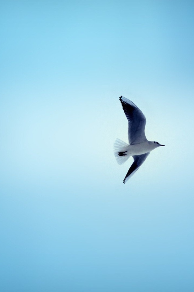 Чайка в небе