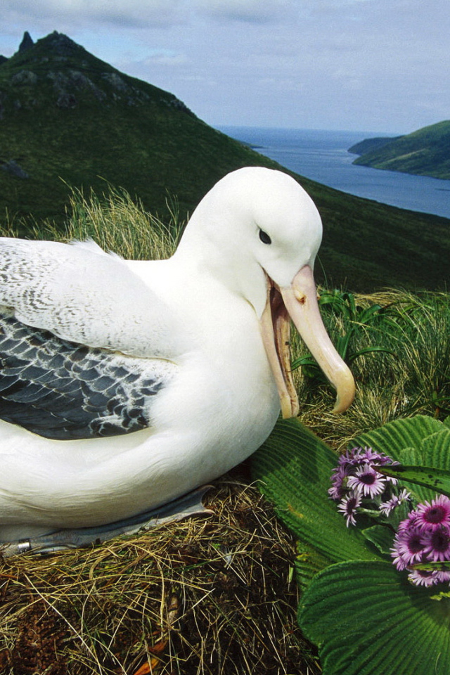Альбатрос сидит на гнезде