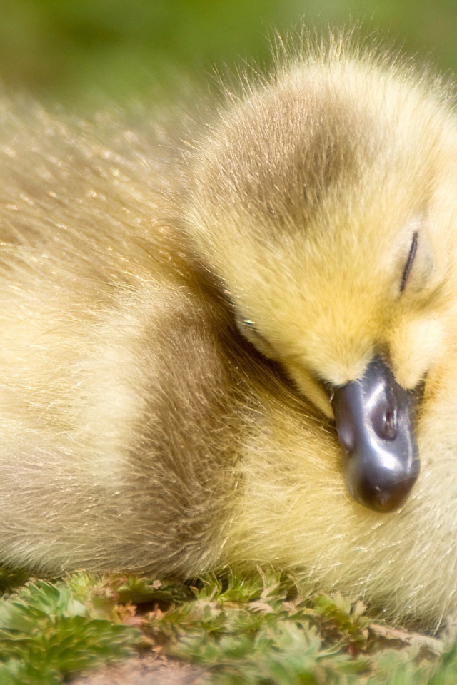 Спящий утенок