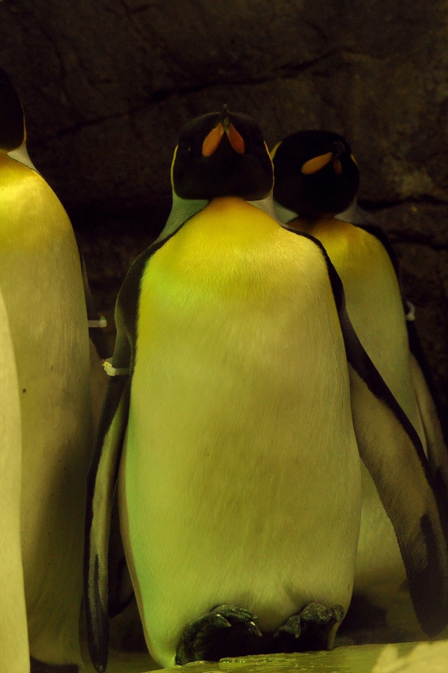 Спящие пингвины 