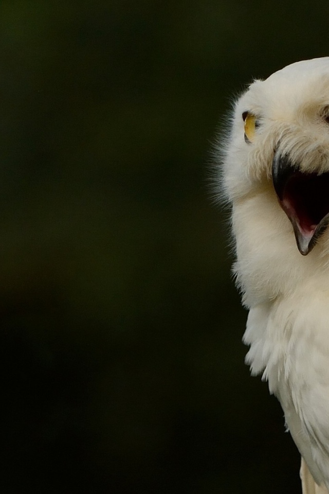 Крик белой совы