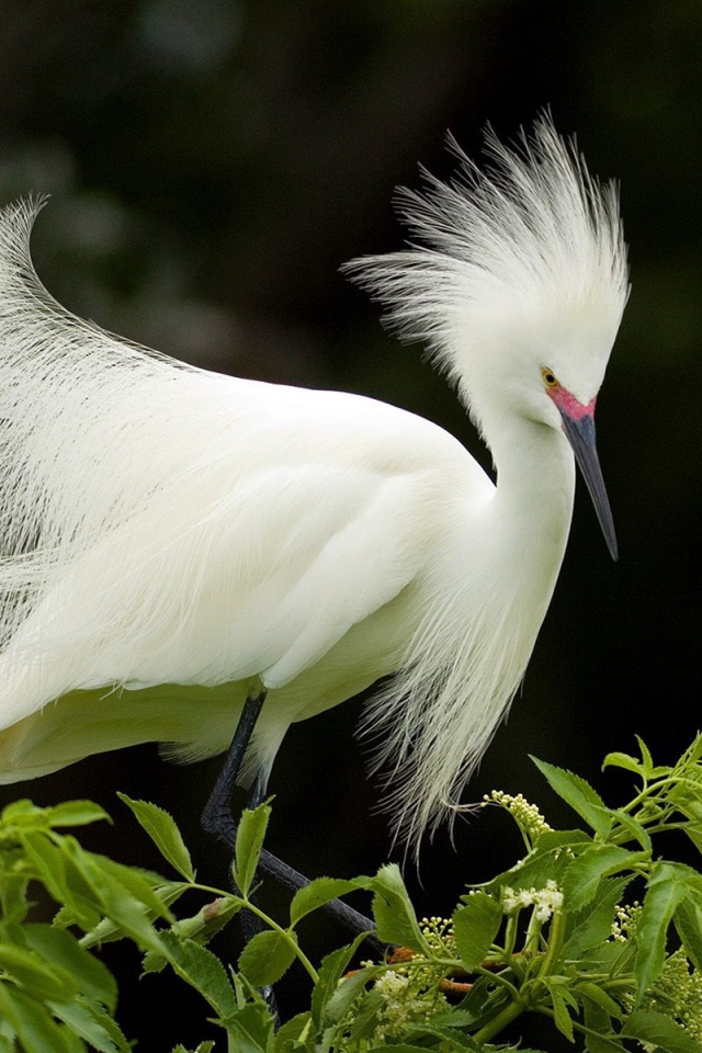 Снежная цапля в брачном наряде