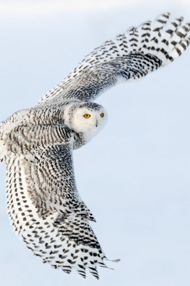 Снежная сова