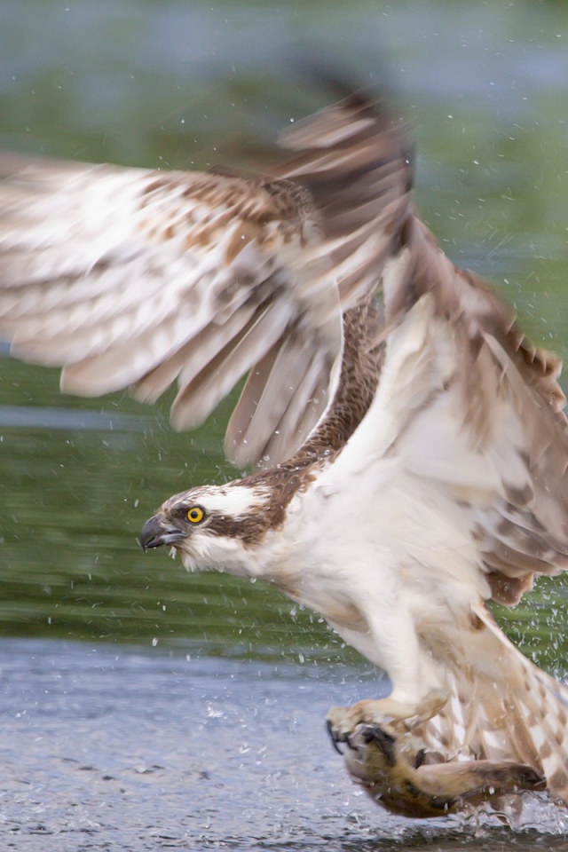 Сокол схватил рыбу