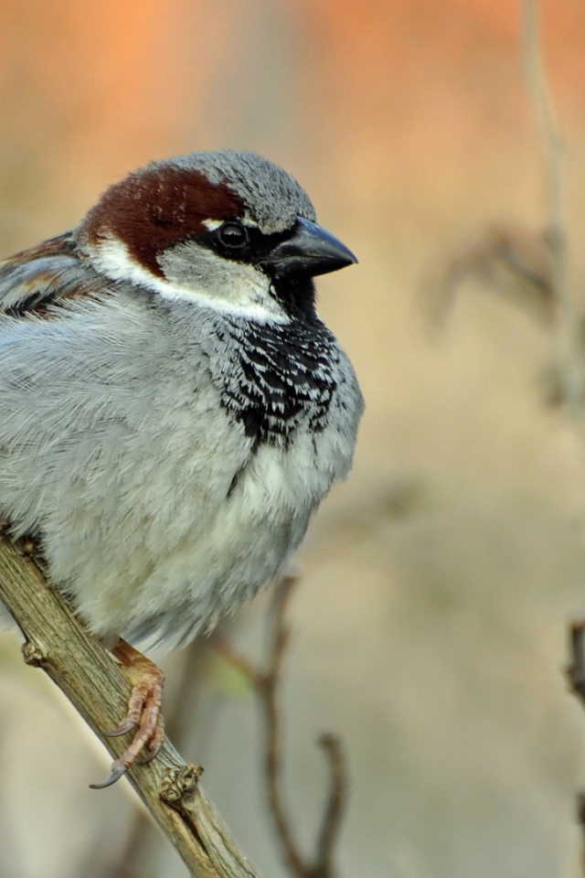 Воробей на ветке
