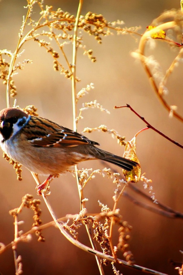 Воробей сидит на ветке