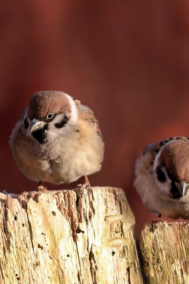 Воробьи сидят на заборе