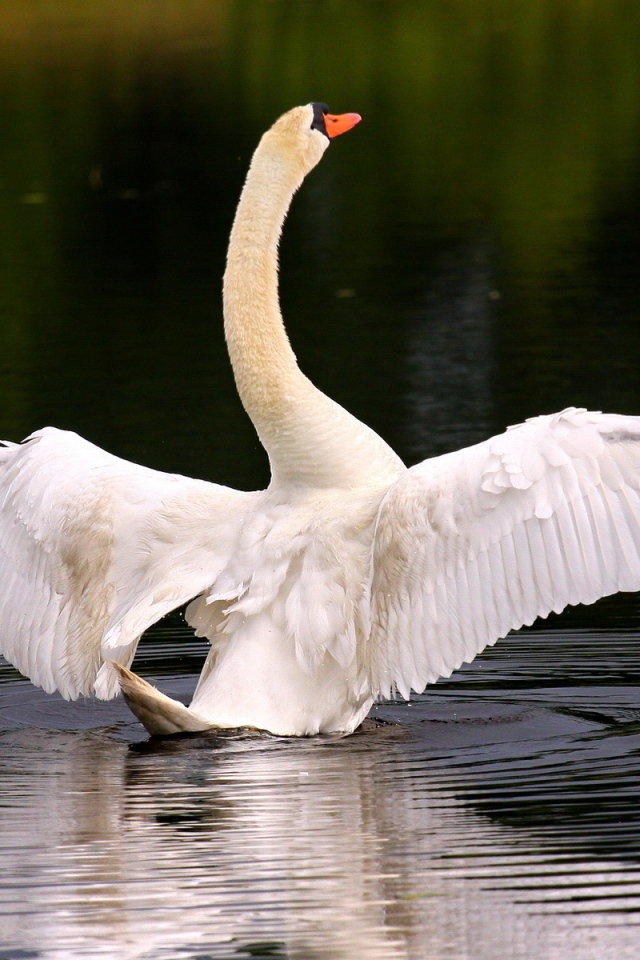 Лебедь собирается взлететь