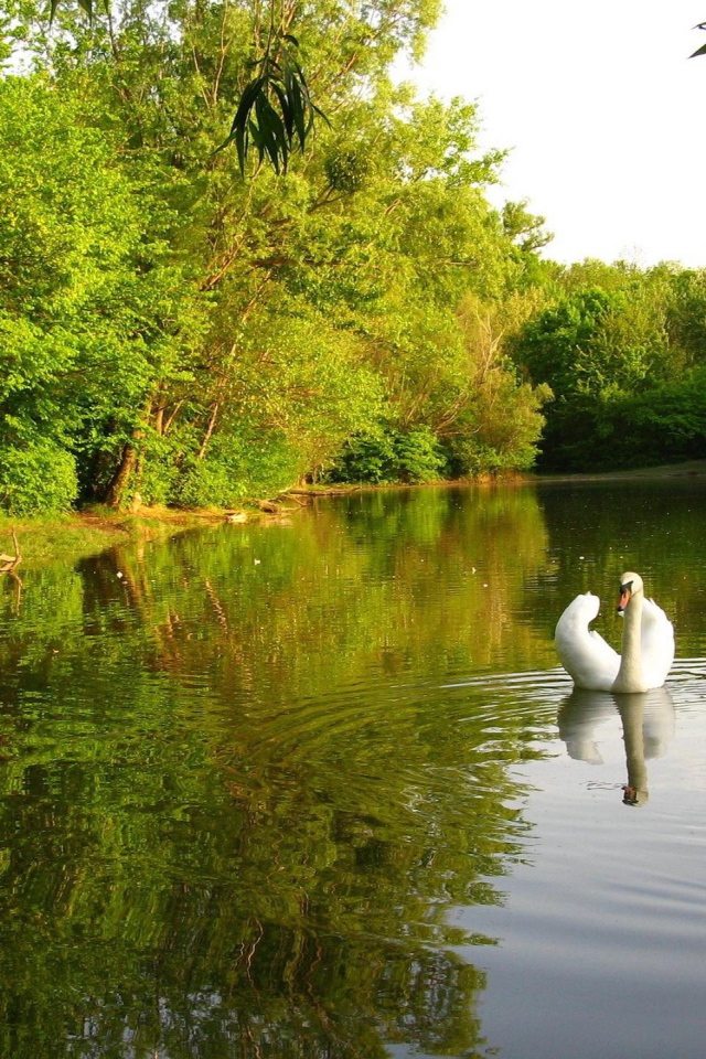 Лебединое озеро