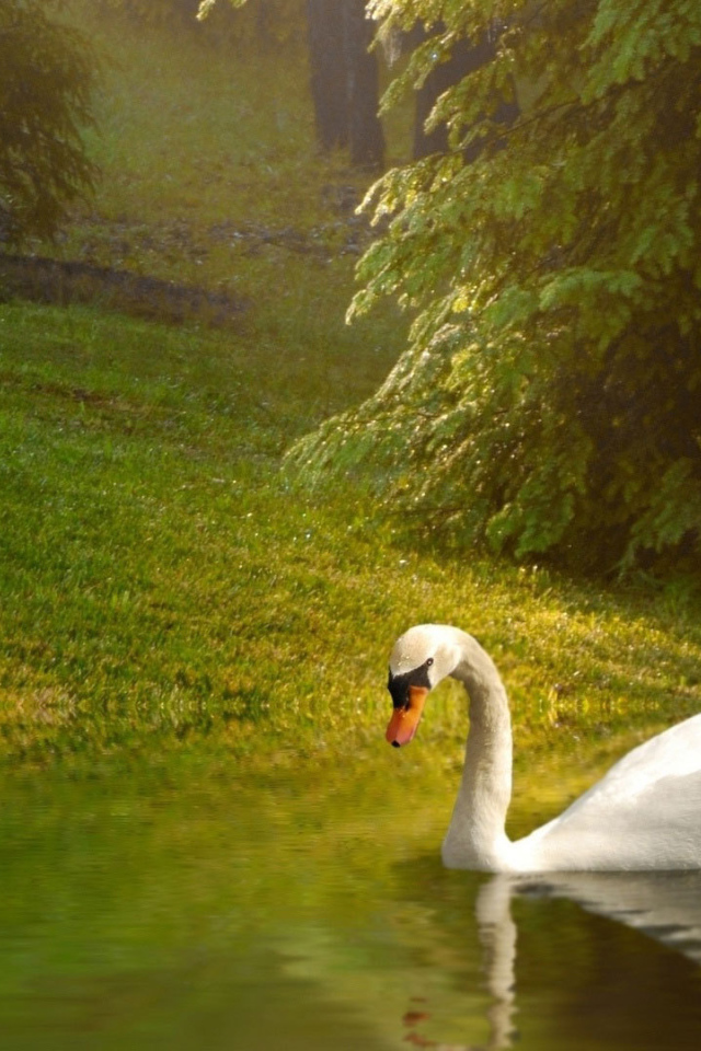 Лебедь у берега