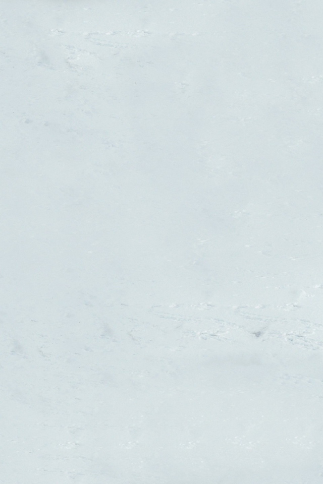 Лебедь на снегу