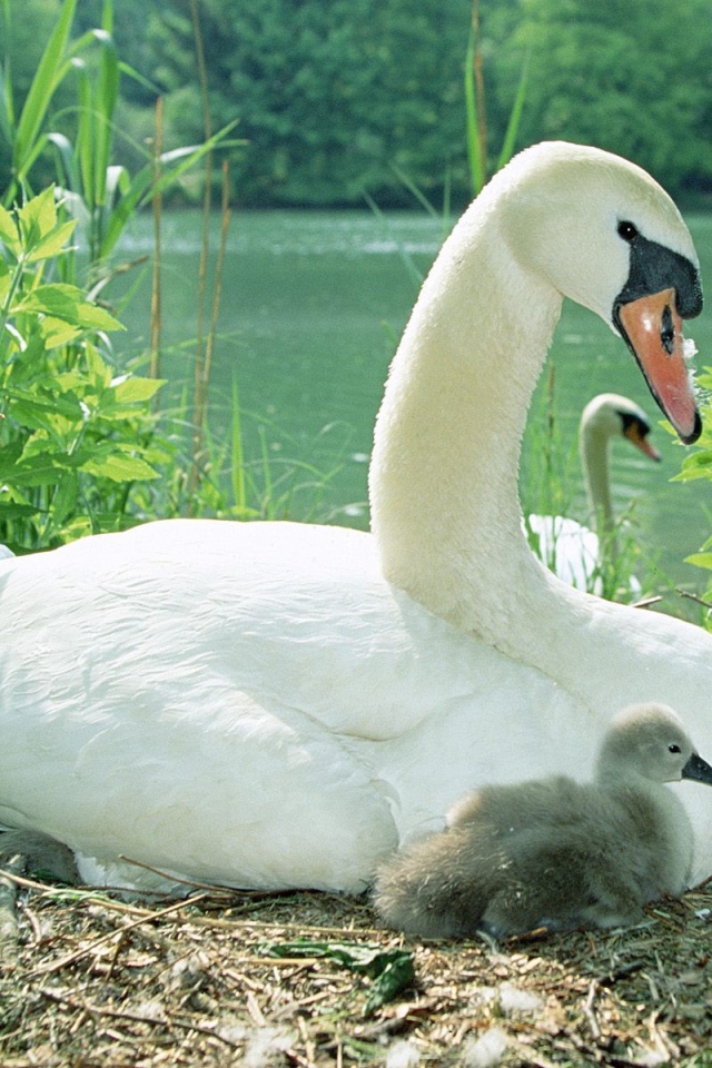 Лебедь с птенцом