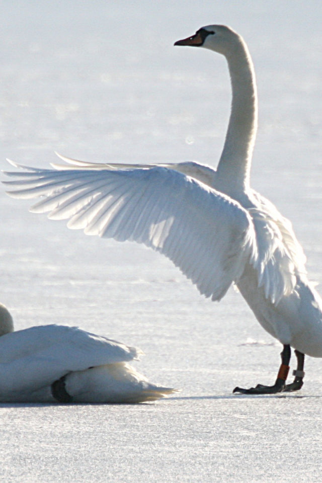 Лебеди на снегу