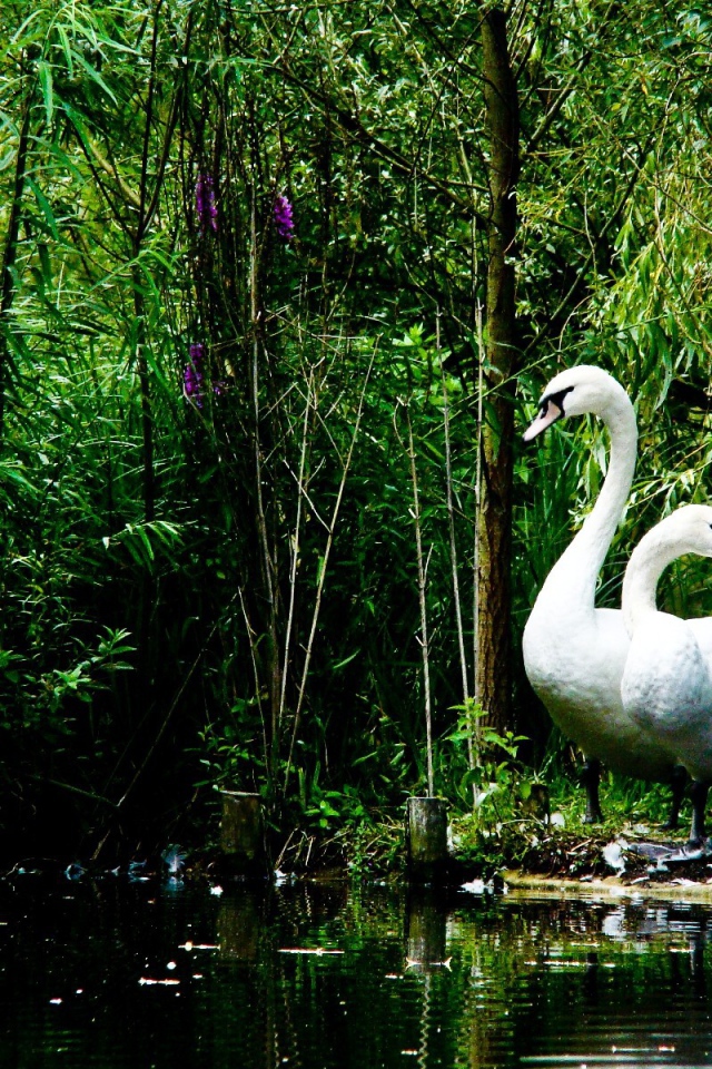 Лебеди на берегу озера