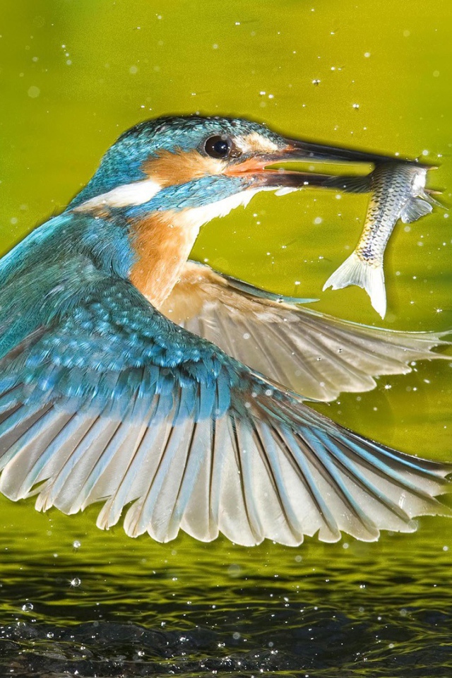 Птица поймала рыбу